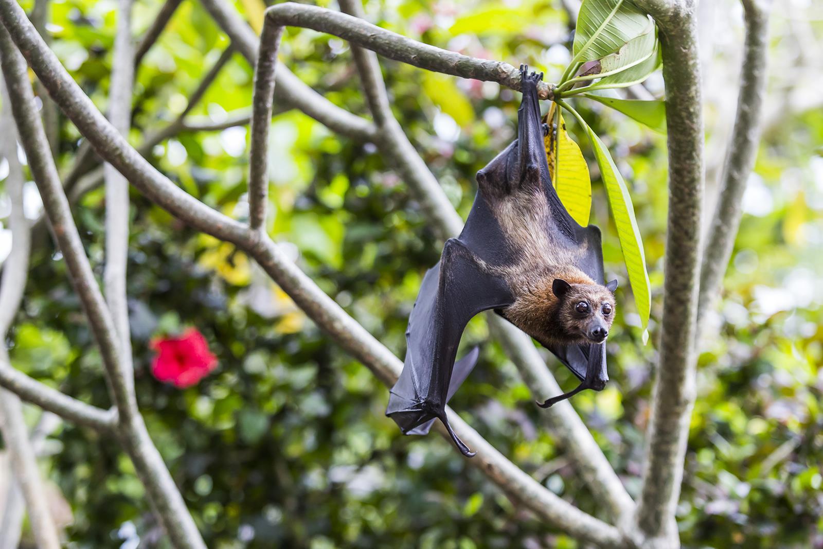 Amazing Facts About Hearing Power In Animal Kingdom