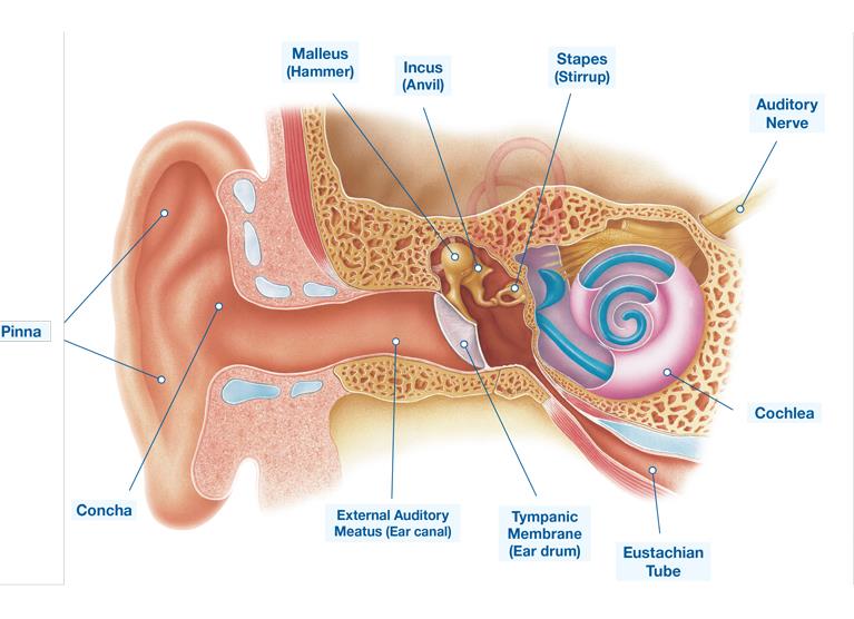 Stapes: Anatomy, structure and function