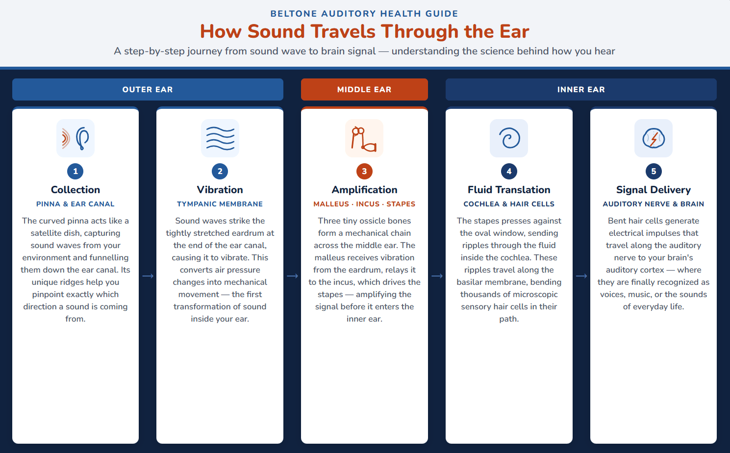 how sound travels through the ear infographic